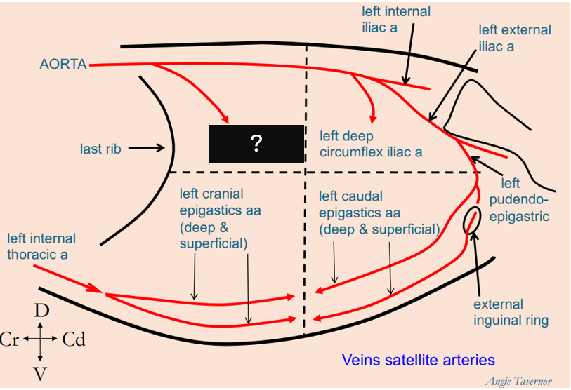 <p>What artery penetrates the craniodorsal abdominal quadrant?</p>