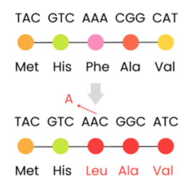 <ul><li><p>occurs when mutations (addition, deletion, duplication or translocation) change the number of nucleotides / bases by a number not divisible by 3</p></li><li><p>this shifts the way the genetic code is read, so all the DNA triplets / mRNA codons downstream from the mutation change (so significant effects)</p></li></ul><p></p>