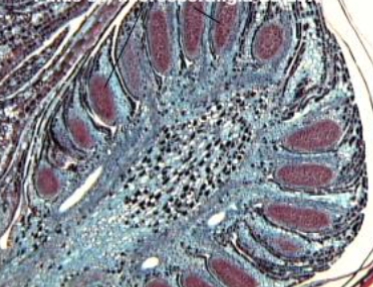 <ol><li><p>identify genus</p></li><li><p>identify part of plant</p></li><li><p>what are the lines pointing at</p></li></ol><p></p>