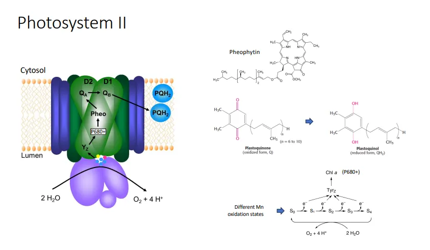 <ul><li><p>in photosystem II, an <strong>excited </strong>electron from the <strong>P680 </strong>(680nm) <strong>special chlorophyll pair </strong>is transferred to the first electron acceptor, <strong>pheophytin</strong>, to a<strong> bound plastoquinone</strong> at site Q<sub>A</sub>, then to a <strong>mobile plastoquinone</strong> at site Q<sub>B</sub></p></li><li><p>the mobile plastoquinone is <strong>reduced </strong>by <strong>2 </strong>of these electrons and the uptake of<strong> 2 protons</strong> (from the cytosol) to <strong>plastoquinol</strong>, QH<sub>2</sub>, which is used to replace the electrons lost in photosystem I</p></li></ul><p></p><p>the electrons lost from photosystem II are replaced by the oxidation of water:</p><ul><li><p>with each electron lost, the positively charged special pair, P680+, <strong>extracts </strong>an electron from a <strong>tyrosine residue </strong>in the <strong>water-oxidising complex </strong>(WOC)</p></li><li><p>this tyrosine radical extracts an electron from the <strong>manganese centre </strong>(can exist in multiple oxidation states)</p></li><li><p>once the <strong>manganese is oxidised 4 time</strong>s, it is a strong enough oxidant to extract <strong>4 electrons</strong> from <strong>2 water molecules</strong>, producing <strong>oxygen </strong>and <strong>4 protons </strong>(in the thylakoid lumen)</p></li></ul><p></p><ul><li><p>overall a<strong> proton gradient </strong>is created (high conc. in thylakoid lumen), which is used by <strong>ATP synthase</strong> to produce ATP used in the<strong> calvin-benson cycle</strong> to fix CO<sub>2</sub></p></li></ul><p></p>