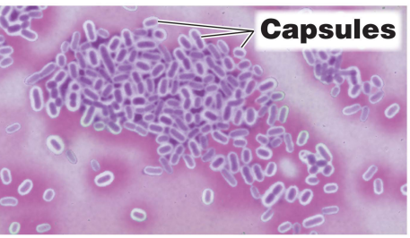 <p>How do capsules help cause illness?</p>