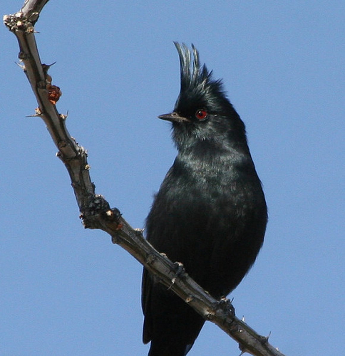 <p>Passeriformes Ptilogonatidae</p>