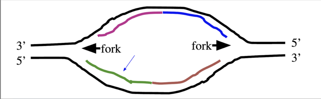 <p>Which of the following newly-synthesized DNA strands would at some point contain RNA? Choose all that apply.</p><ol><li><p>Choice 1 of 4:the green strand on the bottom left</p></li><li><p>Choice 2 of 4:the blue strand on the top right</p></li><li><p>Choice 3 of 4:the purple strand on the top left</p></li><li><p>Choice 4 of 4:the brown strand on the bottom right</p></li></ol>