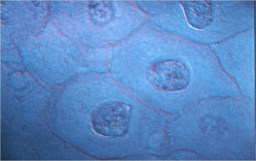 <p>Name the tissue</p>