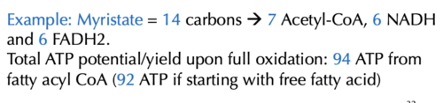 <p>94 ATP from fatty acyl CoA (92 ATP if starting with free fatty acid)</p>