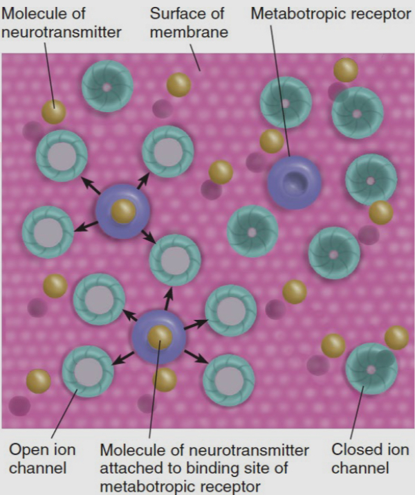 <p>how do you open G protein-gated ion channels</p>