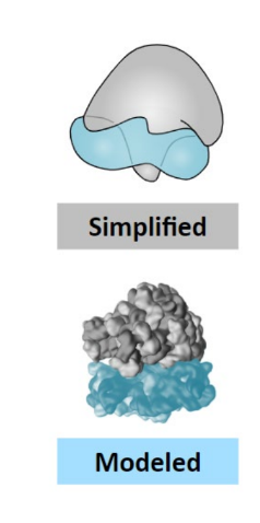 * Ribosomes are the site of polypeptide synthesis (translation) 
  * They are made of protein (stability) and rRNA (catalytic)
  * Ribosomes contain two distinct subunits:  Small subunit contains an mRNA binding site  Large subunit contains three tRNA binding sites (A, P, E)
  * Ribosomes exist freely in the cytosol are bound to rough ER 
  * They can differ in size  (70S = prokaryote ; 80S = eukaryote)