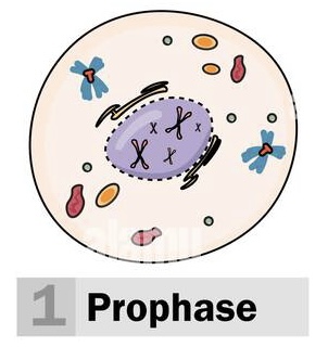 <p>Prophase (1)</p>