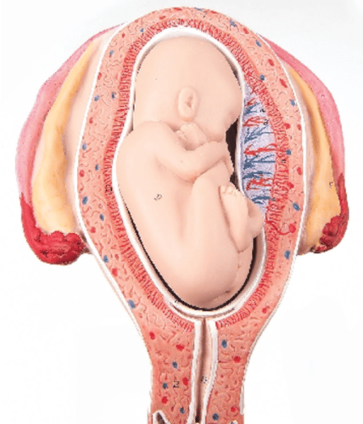 <p>Name the fetal presentation</p>