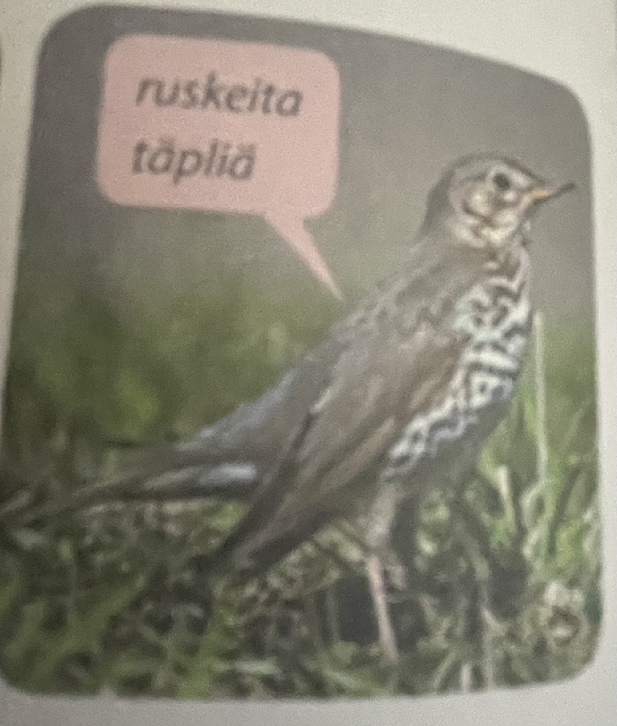 <p>mikä eläin</p>