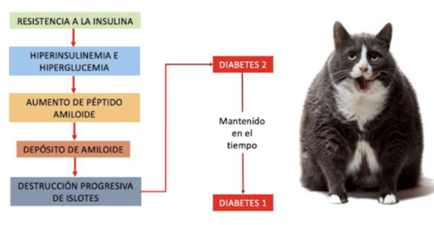 <p>si se mantiene durante un periodo muy largo, al final el páncreas acabará cargándose demasiado (por la constante producción de insulina y péptido amiloide), y dejará de funcionar → diabetes tipo I</p>