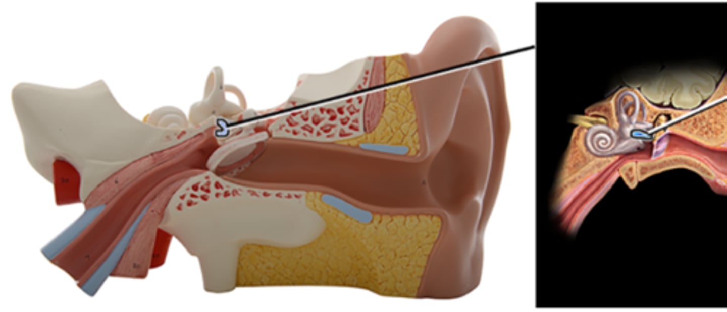 <p>Which structure is highlighted and indicated by the leader line?</p><p>a. Malleus</p><p>b. Semicircular ducts</p><p>c. Incus</p><p>d. Vestibule</p><p>e. Cochlea</p><p>f. Stapes</p>
