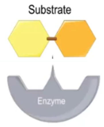 <p>Substrate </p>