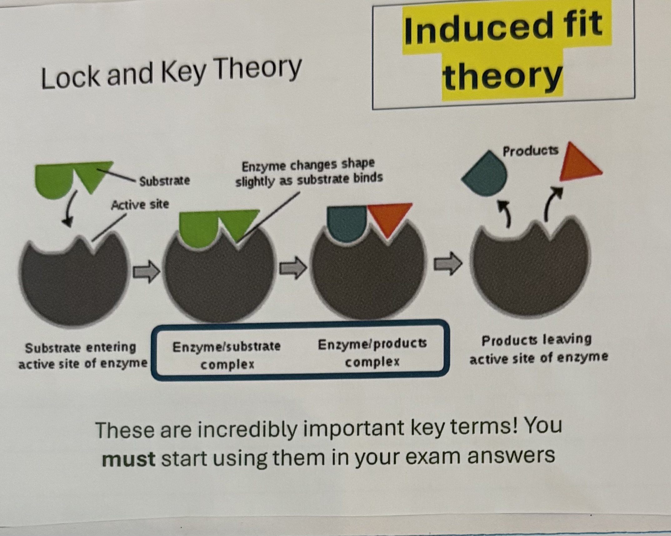 <ul><li><p>The substrate is held by the enzyme so that the right atom groups are close enough go to react</p></li><li><p>R-groups in the active site of the enzyme will interact with the substrate . Temporary , weak bonds are formed</p></li><li><p>These temporary bonds will put strain on the bonds within the substrate , this will support the reaction in taking place</p></li></ul><p></p>