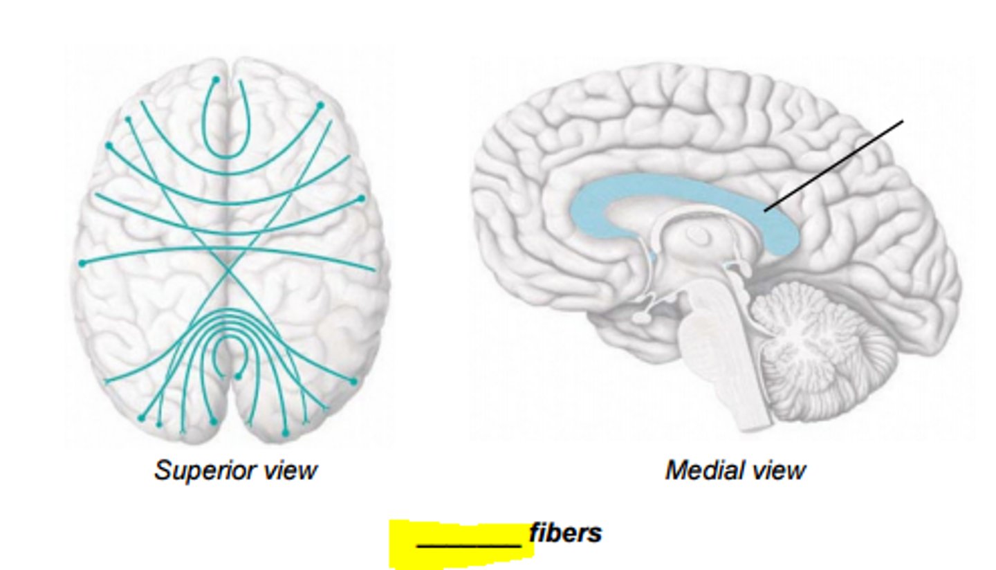 <p>conduct impulses between the hemispheres and form corpus callosum</p>