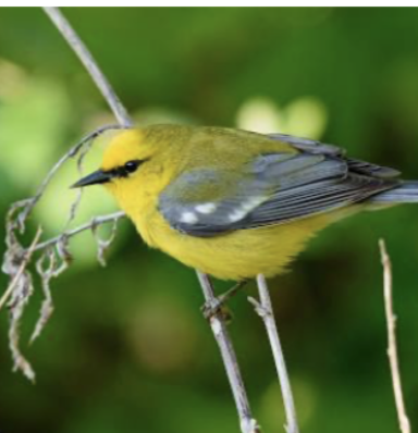 <p>blue winged warbler </p>