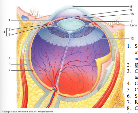 <p>locate the Aqueous humor from ciliary processes</p>
