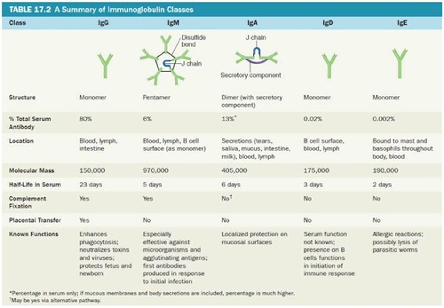 <p>Monomer; 80% of serum antibodies, Enhance phagocytosis; neutralize toxins and</p><p>viruses; protect fetus and newborn; half-life = 23 days.</p>