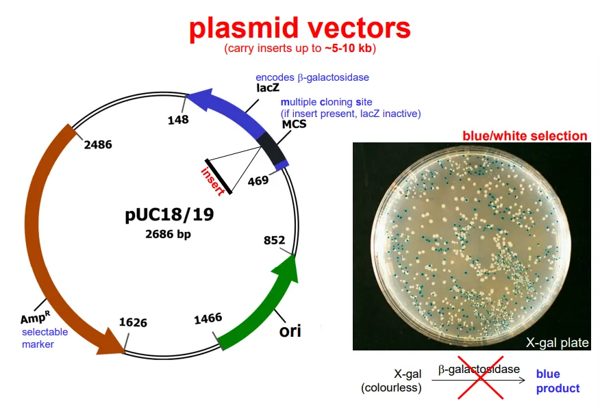 <ul><li><p>an <strong>origin of replication</strong>, so that it will be expressed in a host cell</p></li><li><p><strong>selectable marker</strong>(s), which can be used to identify successful plasmid uptake eg. ampicillin resistance</p></li><li><p>a <strong>multiple cloning site</strong> (MCS), where the fragment is inserted- the location of this site is important, as it can be used for<strong> insertional inactivation</strong>:</p><ul><li><p><strong>blue-white selection</strong> can be used for plasmids where the MCS is in the <strong>lacZ gene</strong>, because when <strong>beta-galactosidase</strong> is produced correctly, it converts the <strong>colourless </strong>X-gal into a <strong>blue </strong>product, so successful recombination can be measured</p></li></ul></li></ul><p></p>