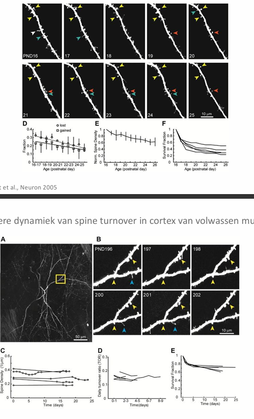 <p>Structurele Plasticiteit </p><p>worden meer synapsen gemaakt </p><p>in gedeelte hippocampus muis bekeken in vivo door craniaal raampje</p><p></p><p>Hoge dynamiek van spine turnover in cortex van jonge muis</p><ul><li><p>bij jonge muis 50% nieuwe synapsen </p></li></ul><p></p><p>Lagere dynamiek van spine turnover in cortex van volwassen muis</p><ul><li><p>maar 20%</p></li></ul><p></p>