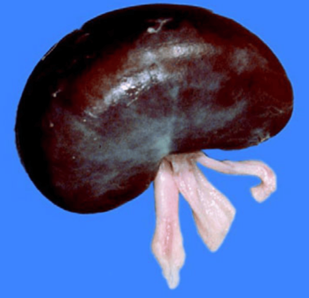 <p>found in carnivores, small ruminants, pigs, horses left kidney</p>
