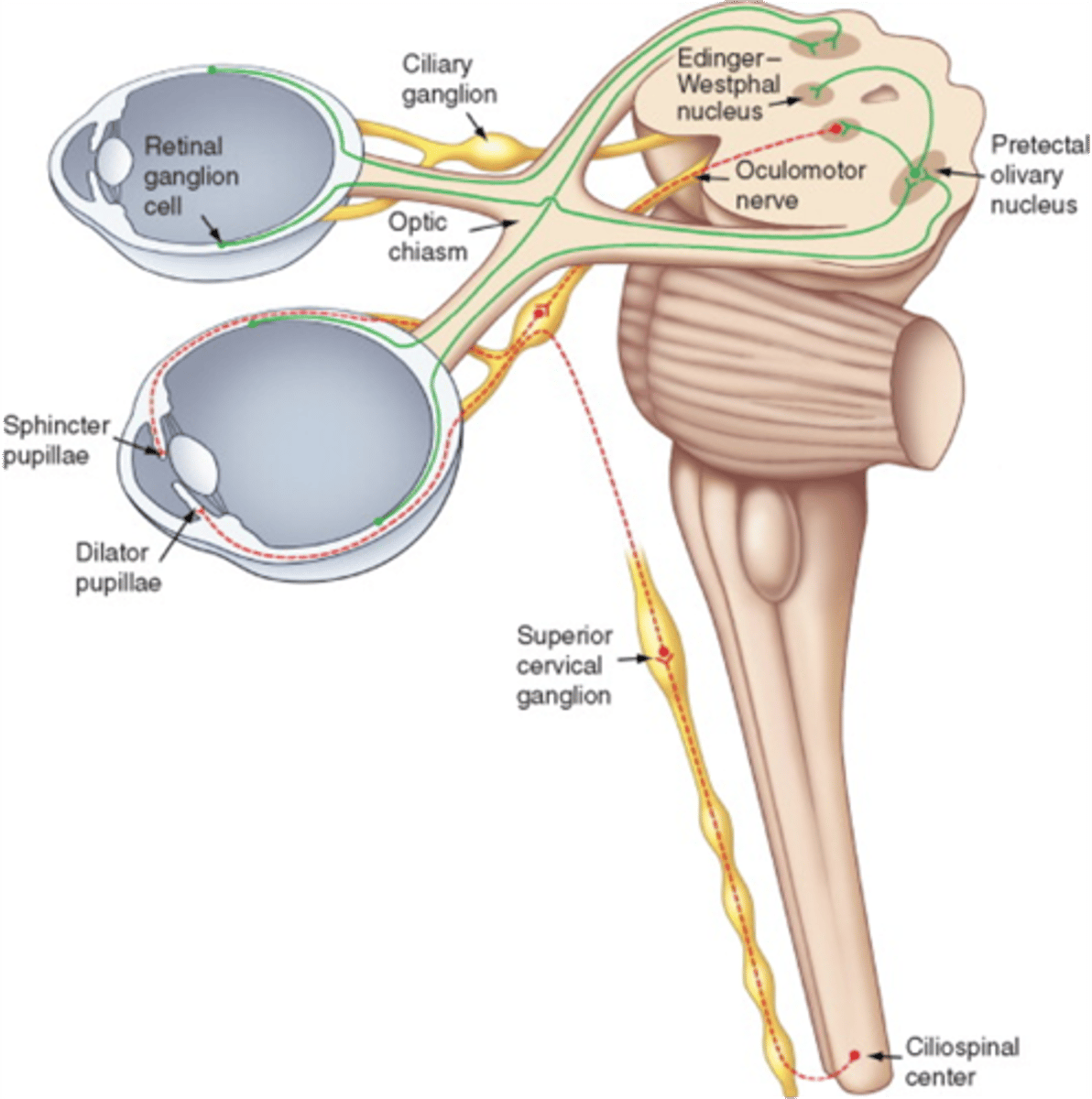 <p>Dilator pupillae</p>