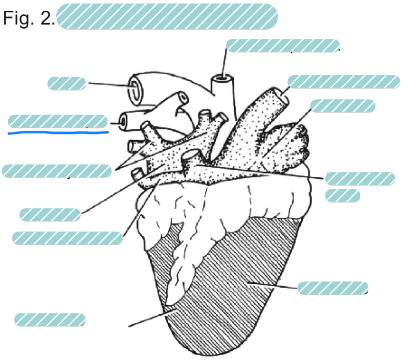<p>What is the underlined label?</p>