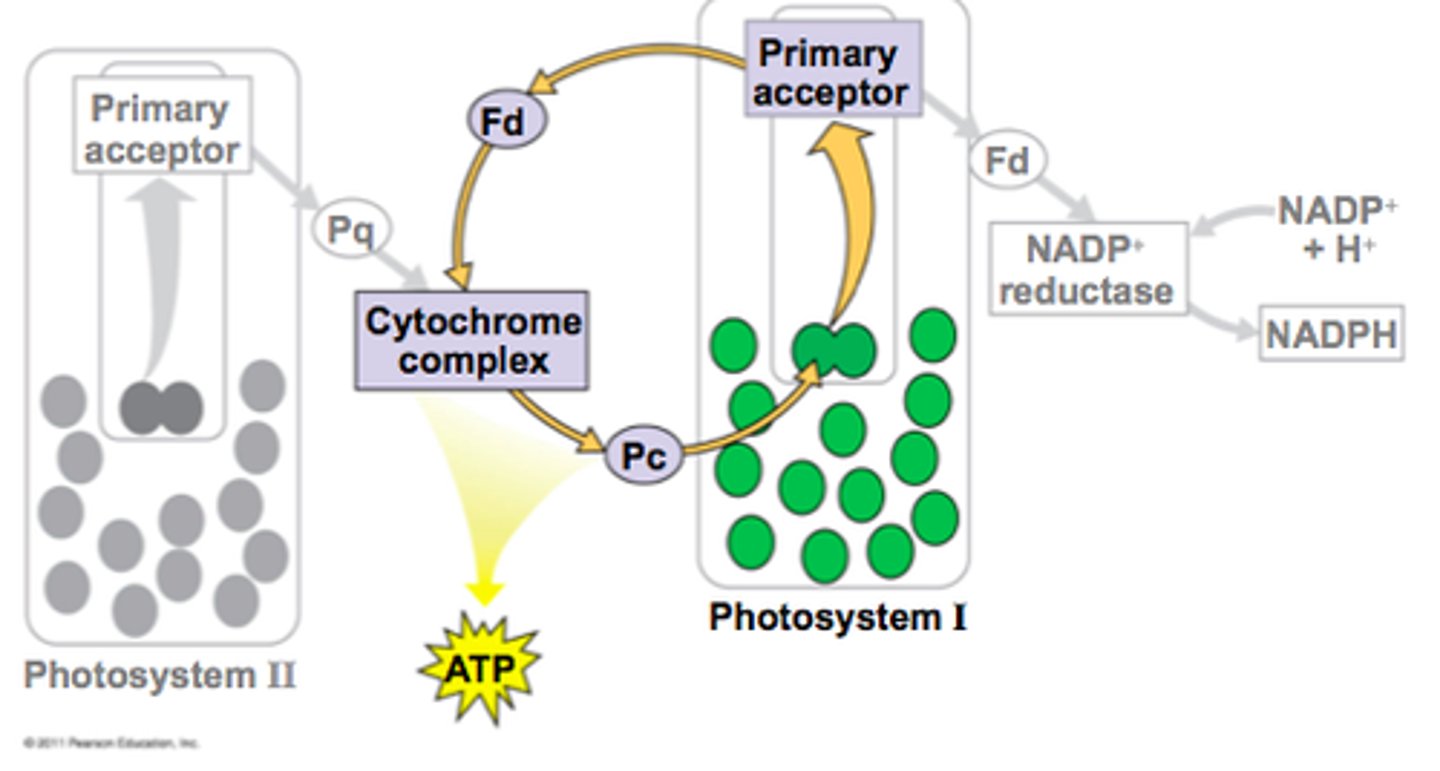 <p>The electrons can either go back down to PSI to release more energy, or continue with the cycle. This depends on what the plant needs - if the plant is lacking in ATP, it will travel back down to PSI, releasing ATP again</p><p>ADP + Pi → ATP</p>