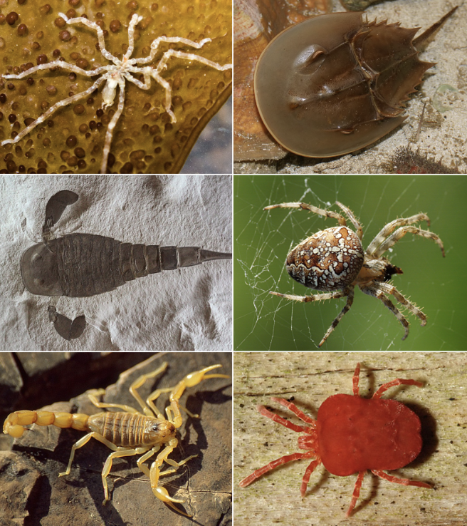 <p>Subphylum Chelicerata (Under Phylum Arthropoda) (spiders, horseshoe crab, scorpions, mites, ticks)</p>