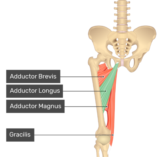 What is the action for Adductor Longus?