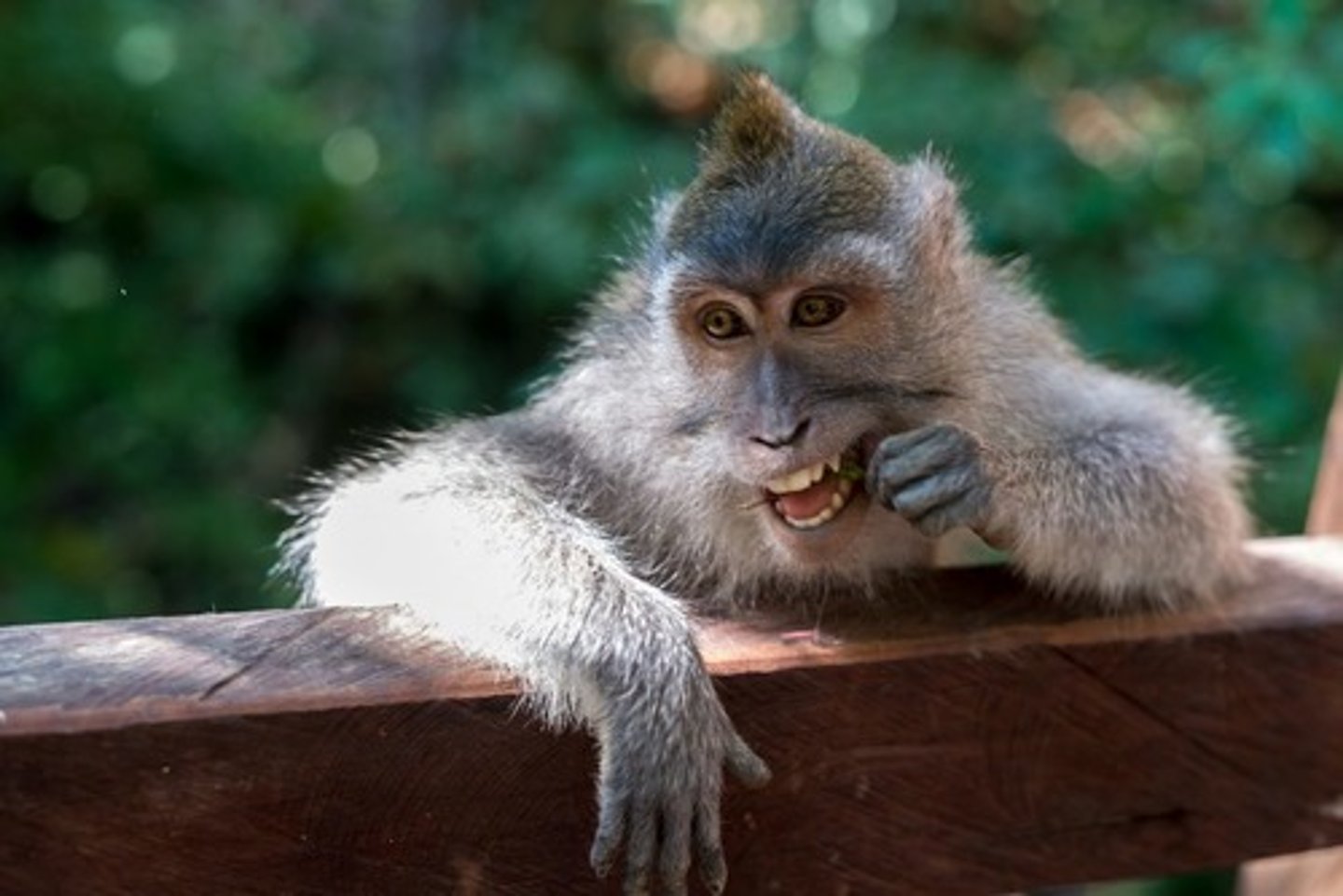 <p>1. Legislative Branch</p><p>2. Executive Branch</p><p>3. Judicial Branch</p><p>4. States</p><p>5. Amendments</p><p>6. Supremacy</p><p>7. Ratification</p><p>Mnemonic Device Initialism: Lazy Elephants Jump Slowly And Sit Regularly</p><p>Mnemonic Device Acronym: - LEJSASR ~Ledge Sass-er</p>