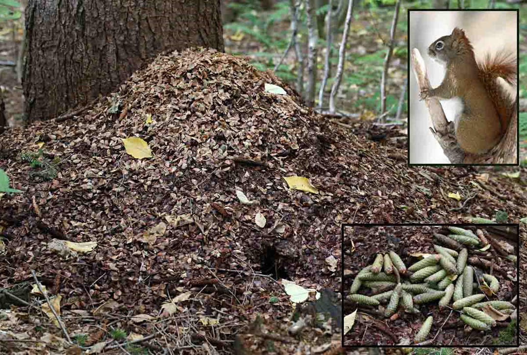 <p><span>An animal's waste disposal or storage area, which can provide valuable clues about the animal's identity, diet, and behavior. The contents of a midden can include feces, food scraps, or other discarded items.&nbsp;</span></p>