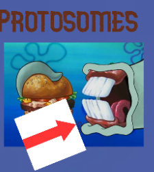 <p>What do some Protostomes not have but are instead packed with?</p>