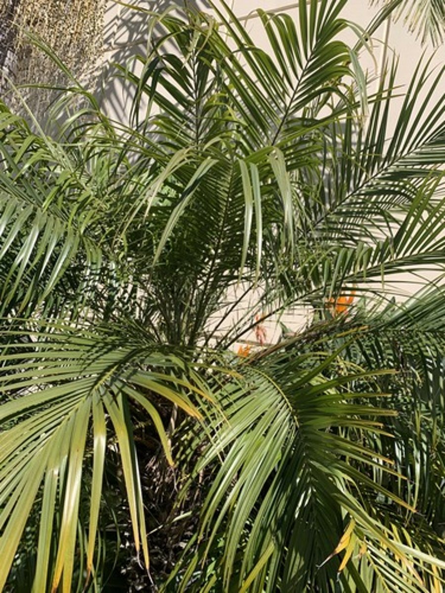 <p>Dwarf palm, fibrous base, flat feather like fronds dark green, Leaflets droop, curved petioles and narrow bottom wider at top. Just smaller in general</p>
