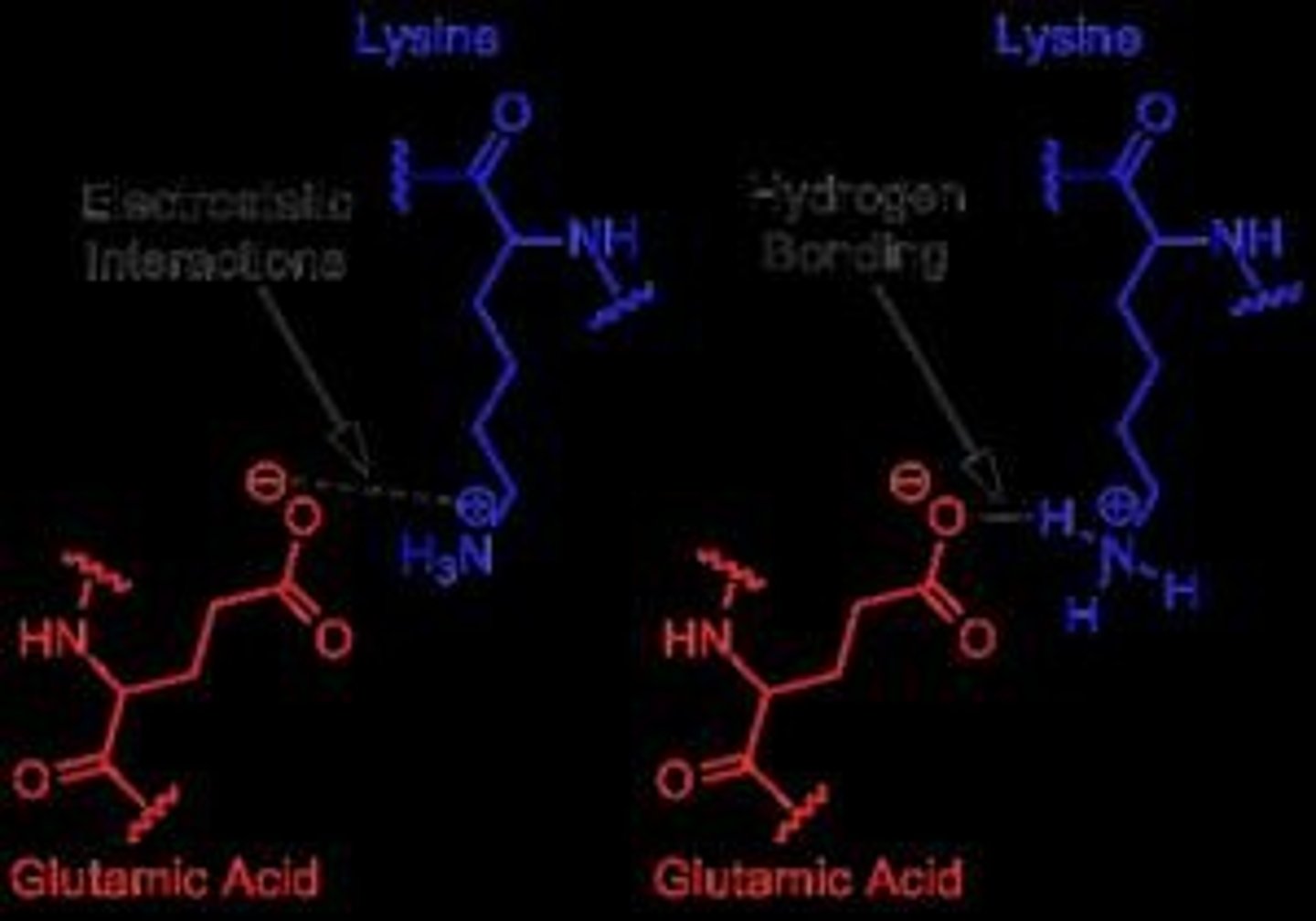 <p>Combination of H-bonding and ionic interaction; a strong biochemical interaction found in proteins.</p>