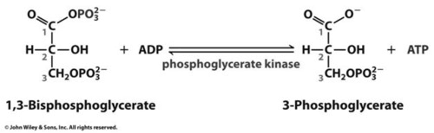 <p>- Phosphate group at C-1 of 1,3-bisphosphoglycerate transferred to ADP, producing ATP by phosphoglycerate kinase</p><p>- Occurs through transfer of a high-energy acyl phosphate group</p><p>- reversible rxn but strongly favored in the forward dirn</p>