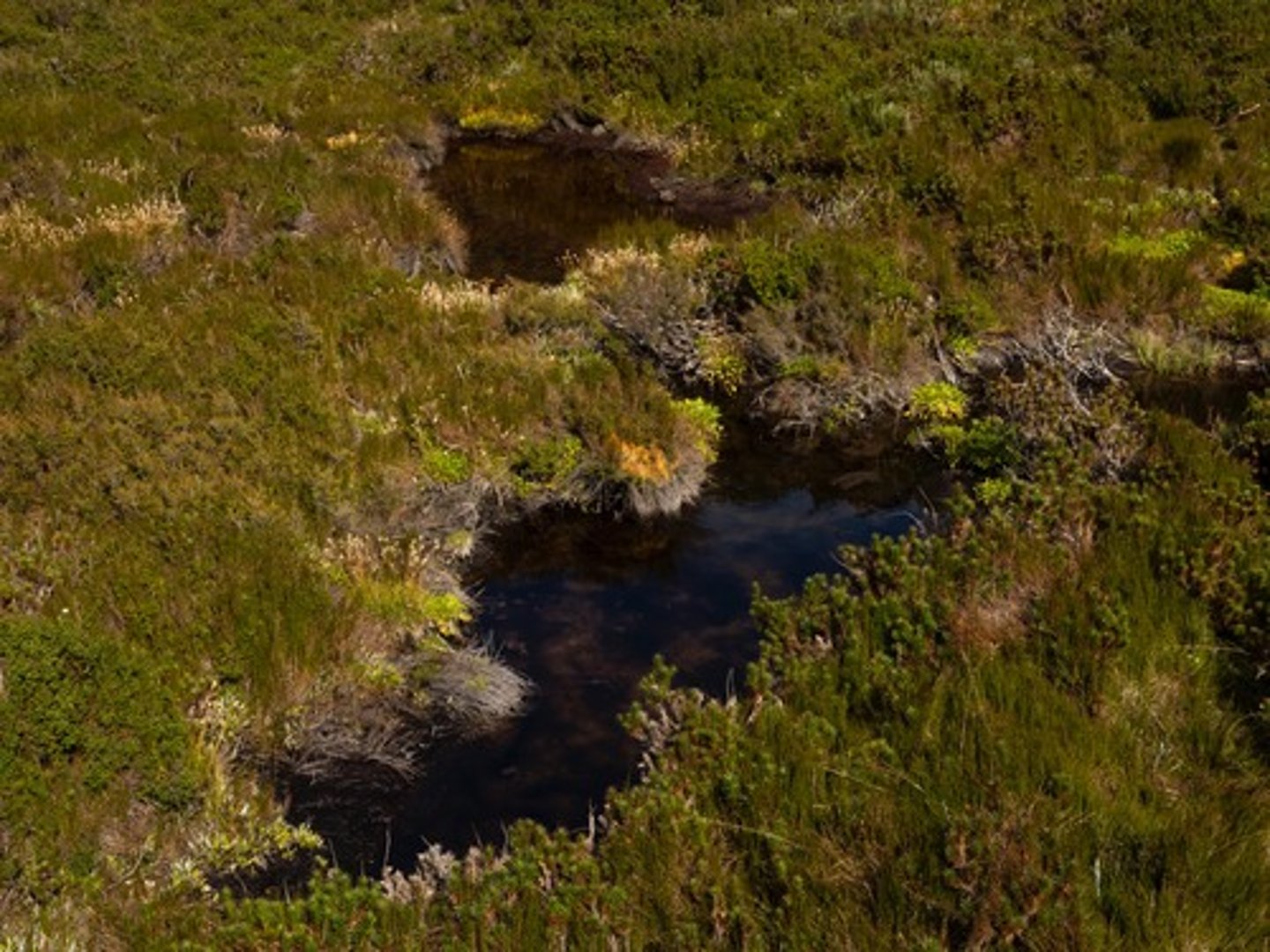 <p>Is a wetland that accumulates peat as a deposit of dead plant materials - often mosses,</p>