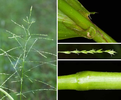 Family: Poaceae

SN: Phanopyrum gymnocarpon