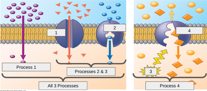 <p>What are the names of processes 2 &amp; 3?</p>