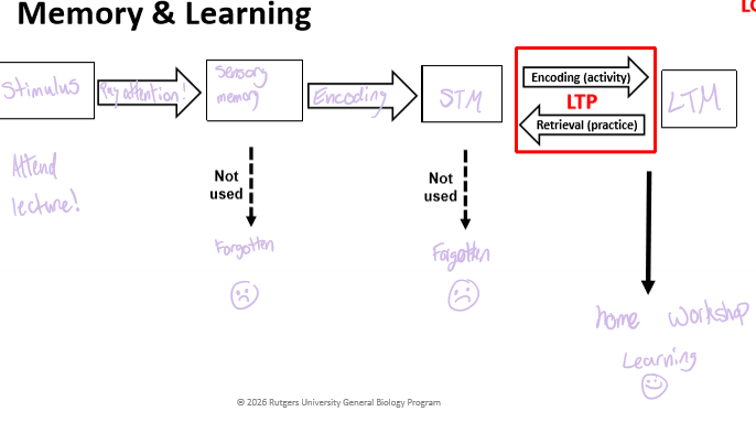 <p>Stimulus, pay attention, sensory memory, encoding, STM, LTM</p>