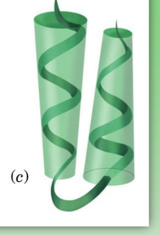 <ul><li><p>super secondary structure</p></li><li><p>alpha and alpha separated by turn</p></li><li><p>stabilized by dissymmetric distrib of hydrophob/phil interactions at interface&nbsp;</p><ul><li><p>like alpha-keratin</p></li></ul></li></ul><p></p>