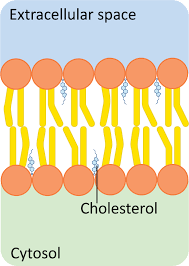 <ul><li><p>Regulates membrane fluidity </p></li><li><p>Stabilizes cell membrane </p></li></ul><p></p>