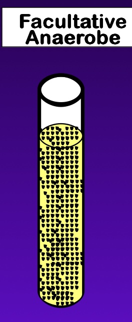 <p>require oxygen but exhibit maximal growth rates at reduced oxygen concentrations</p>