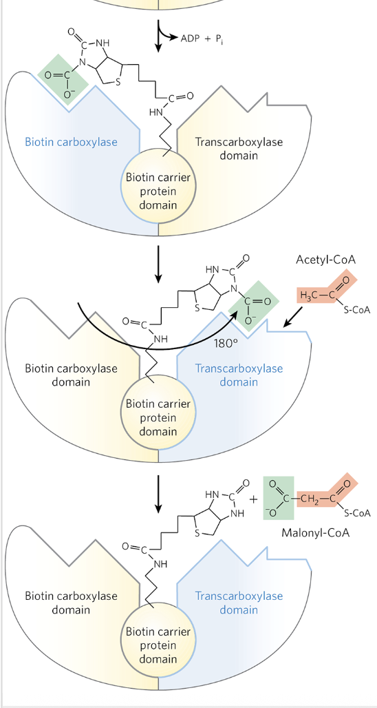 <ul><li><p>the carboxyl group is carried by the biotin to a different active site, where the CO<sub>2</sub>&nbsp;is transferred to acetyl-CoA in the third and final step to yield malonyl-CoA</p></li><li><p>this carboxylation step renders the next step (condensation in FAS) more favorable thermodynamically</p></li></ul><p></p>