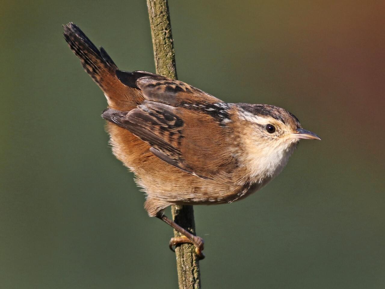 <p>Wetland wren with bold black-and-white back streaks, whitish eyebrow, upright tail; bubbly song.</p>