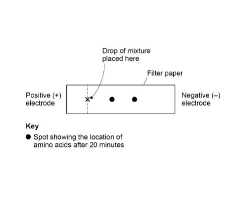 <p>A solution contained a mixture of three different amino acids. A scientist passed an electric current through the solution to separate the amino acids. She placed a drop of the mixture at one end of a piece of filter paper, attached an electrode to each end of the paper and switched on the current, then off the current after 20 minutes and stained the paper to show spots of the amino acids at new positions.</p><p>Her results are shown in the diagram.</p><p>Explain what the positions of the spots in the diagram show about these amino acids. (3 marks)</p>