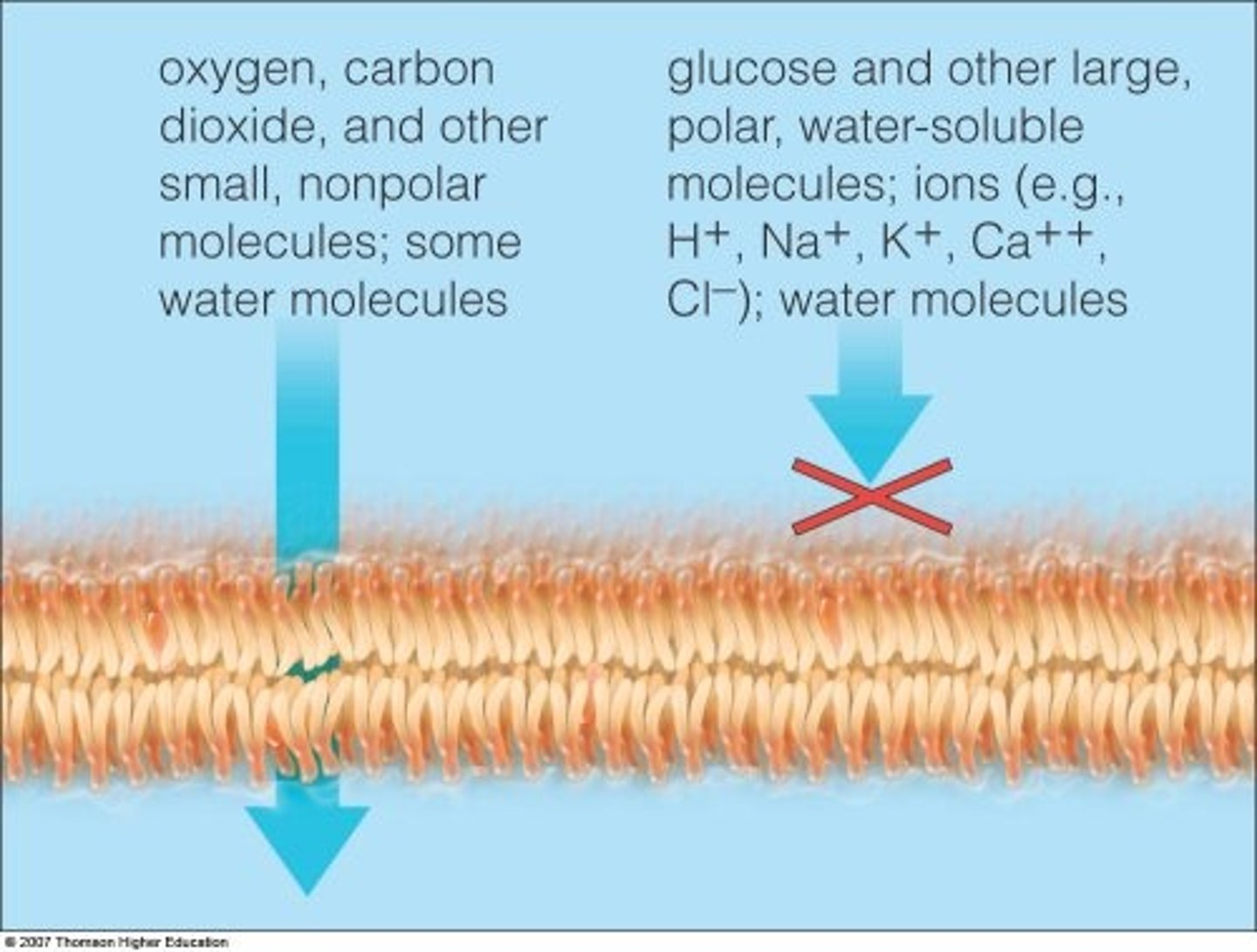<p>The state or quality of a material or membrane that causes it to allow liquids or gases to pass through it.</p>