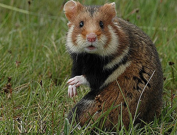 <p>zařaď živočicha do systému</p><p>Třída - řád - čeleď - druh čeština (latina)</p>