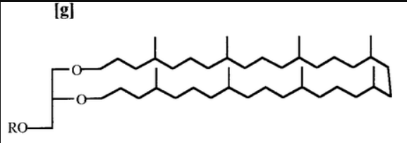 <p>Archaeal Lipid: Two hydrocarbons (~20 C long) attached to glycerol</p>