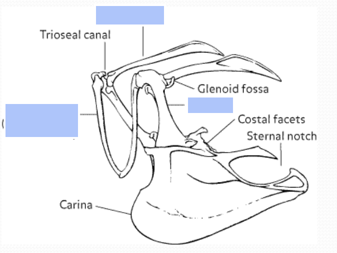 <p>Name the anatomy of pectoral girdle&nbsp;</p>